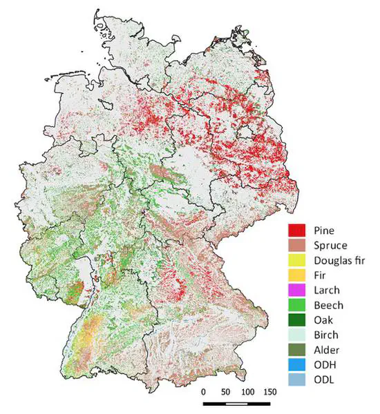 Germany's tree species 2017/2018