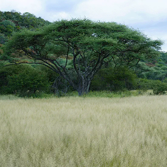 Beyond the forest-savanna dichotomy