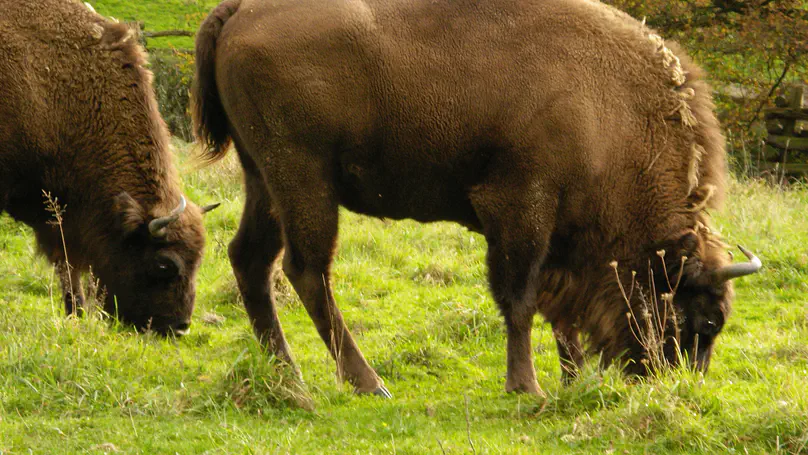 Protected areas in the Caucasus do not prevent rangeland degradation