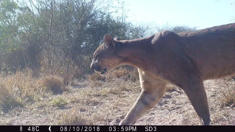 Where are conflict- and coexistence-prone areas for pumas and humans in the Argentine Dry Chaco?