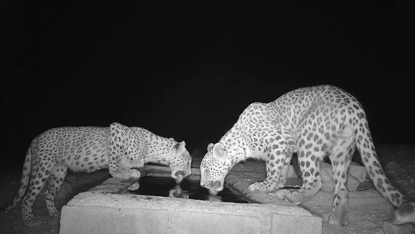What determines livestock depredation by leopards?