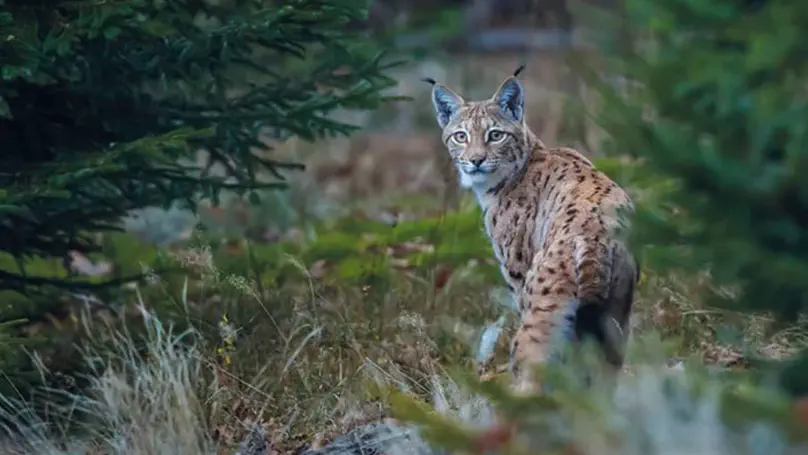 Integrating animal tracking datasets at a continental scale for mapping Eurasian lynx habitat