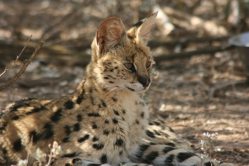 Understanding and managing large carnivore comeback | Conservation ...