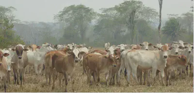 Picture of cattle herd in Argentine Chaco