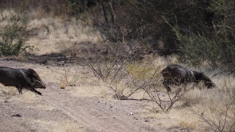 Multiple extinction drivers interact to drive the loss of the Chacoan peccary
